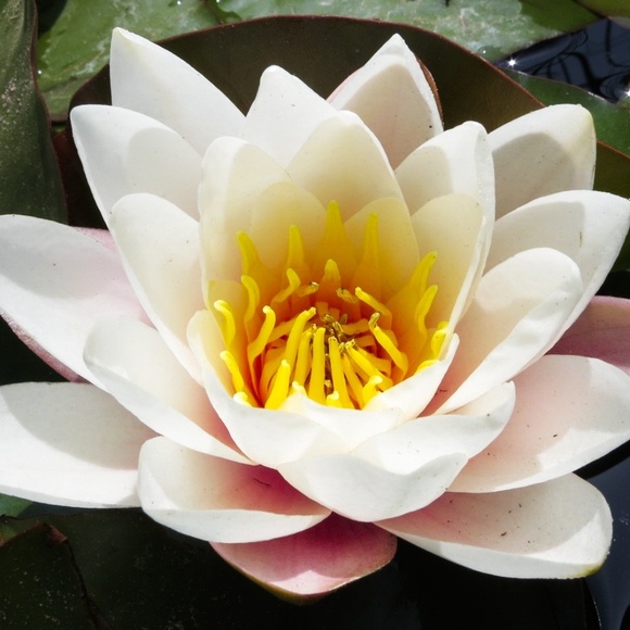 Meet your Posher, Rachael - Picture 1 of 1